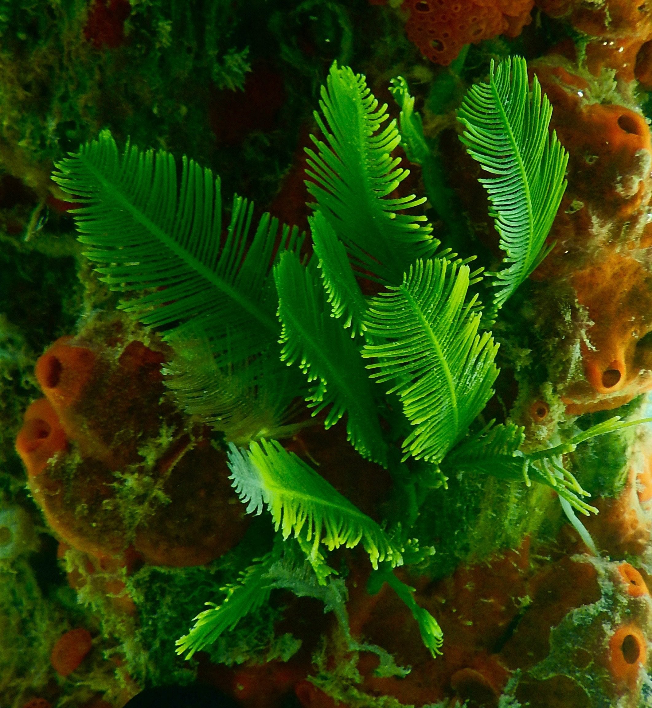 Macroalgae