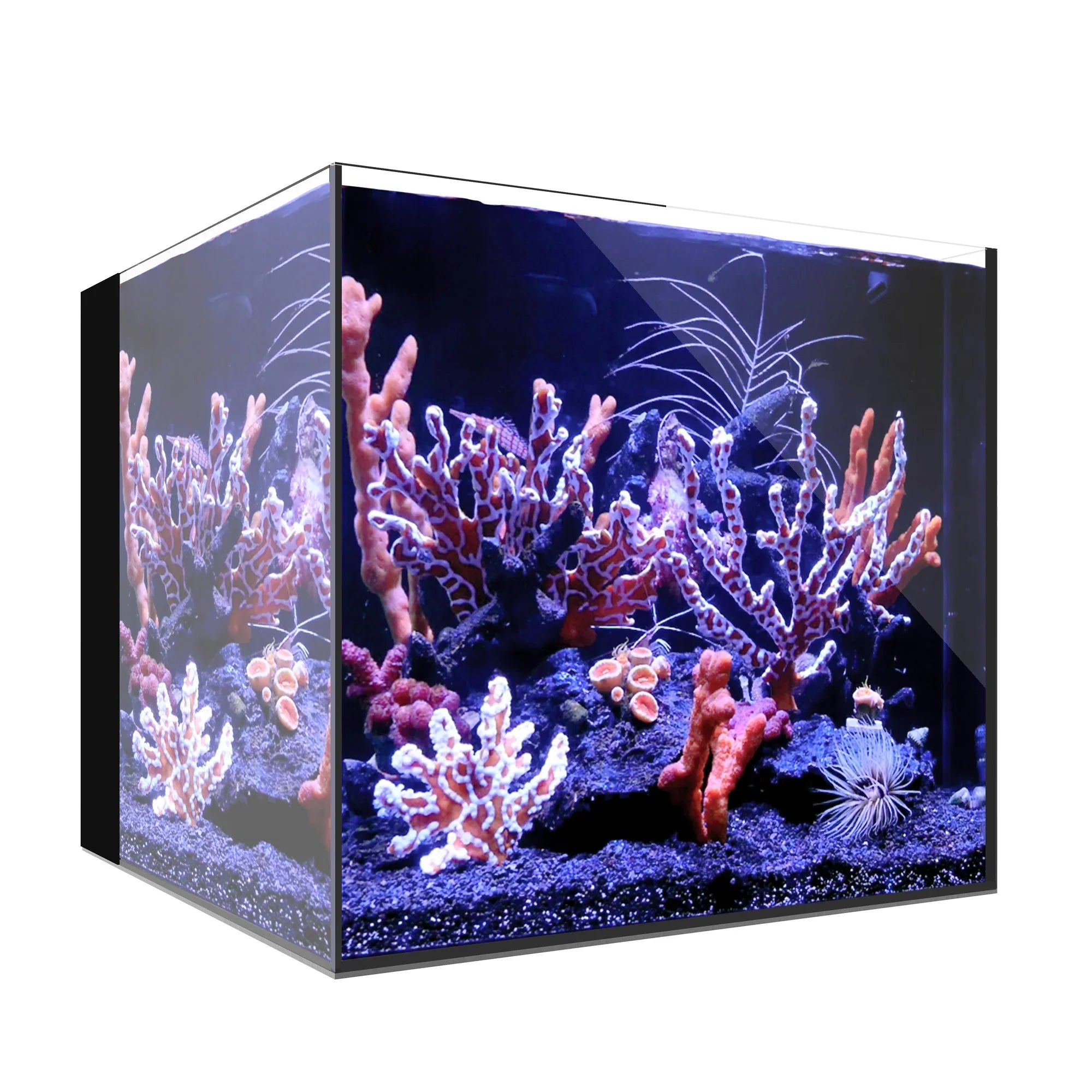Aquariums