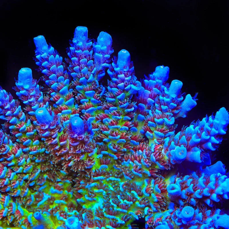 Corals
