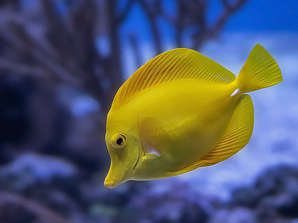Fish