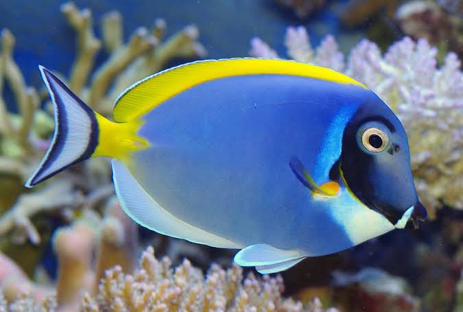 Live Stock