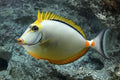 Blonde Naso Tang