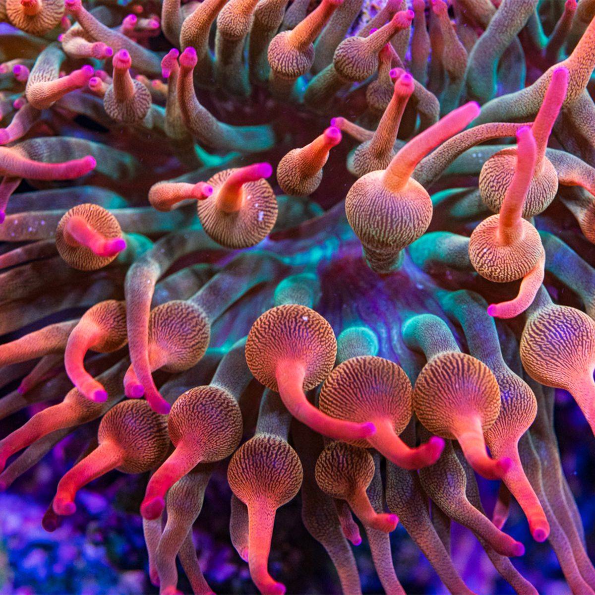 Bubble Anemone