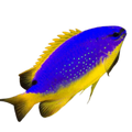Fijian Damsel