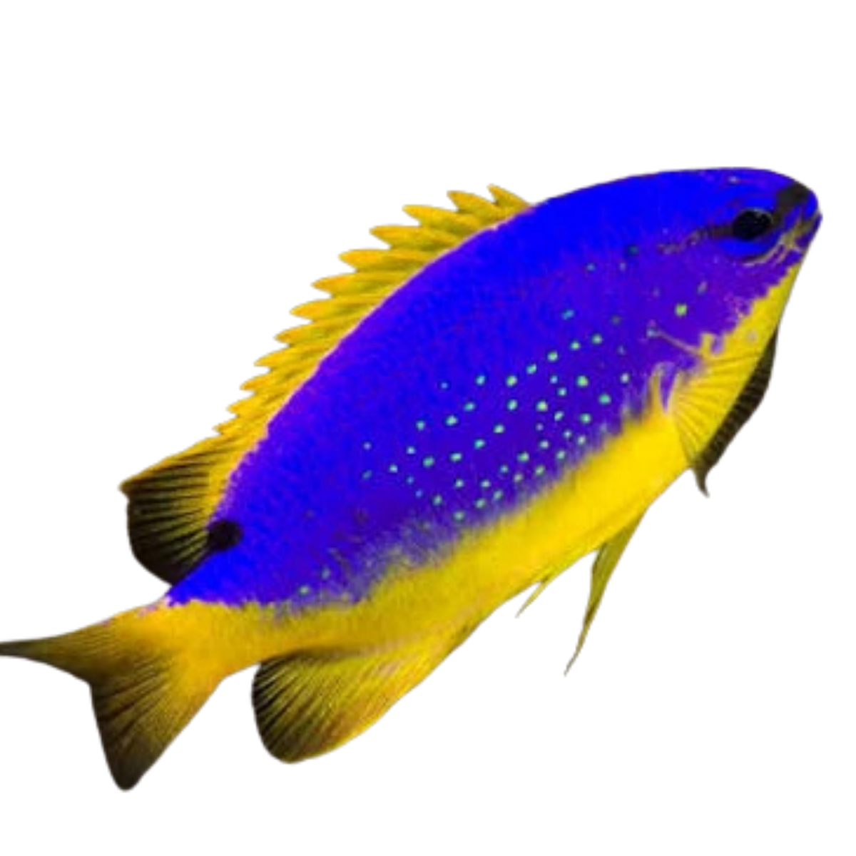 Fijian Damsel