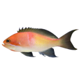 Kashiawe Anthias