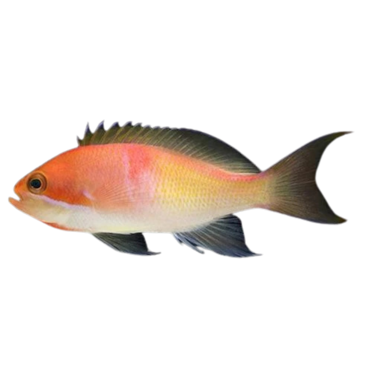 Kashiawe Anthias