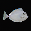 Blue Spine Unicorn Tang