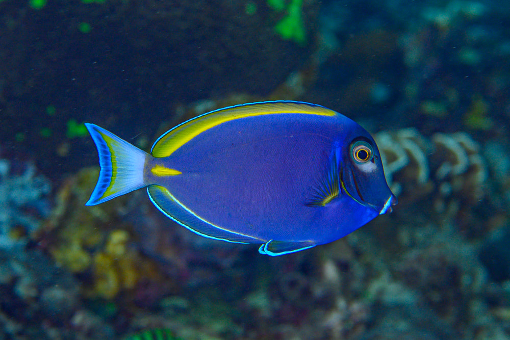 Purple Powder Blue Tang
