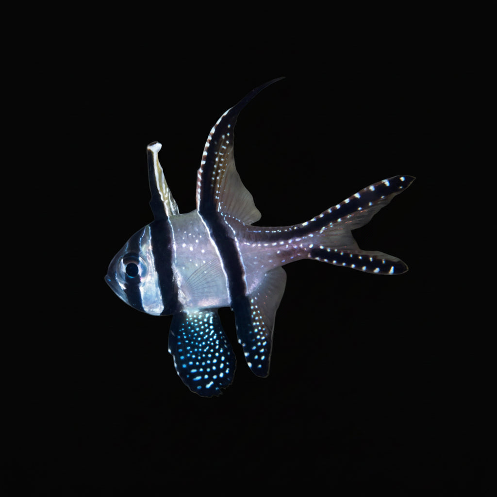 Banggai Cardinalfish