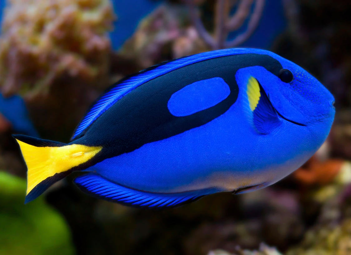 Hippo Tang