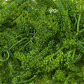Grape Caulerpa Macro algae