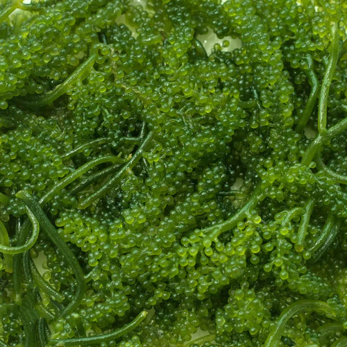Grape Caulerpa Macro algae