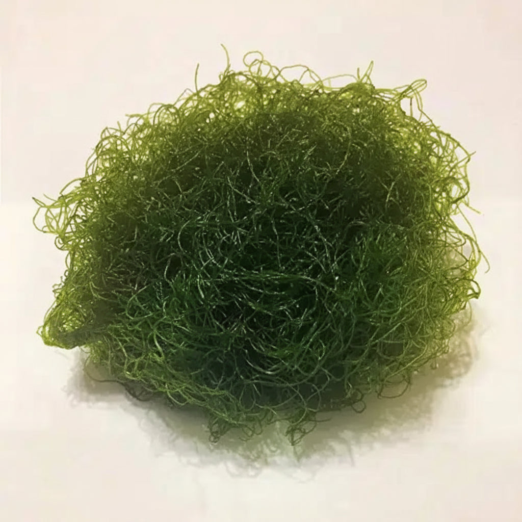 Chaetomorpha Marcoalgae