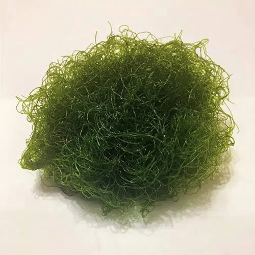 Chaetomorpha