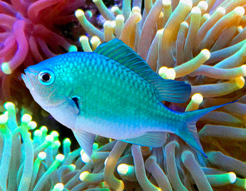 Blue-green chromis