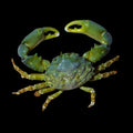 Green Emerald Crabs