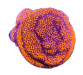 Mystic Montipora frag