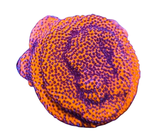 Mystic Montipora frag