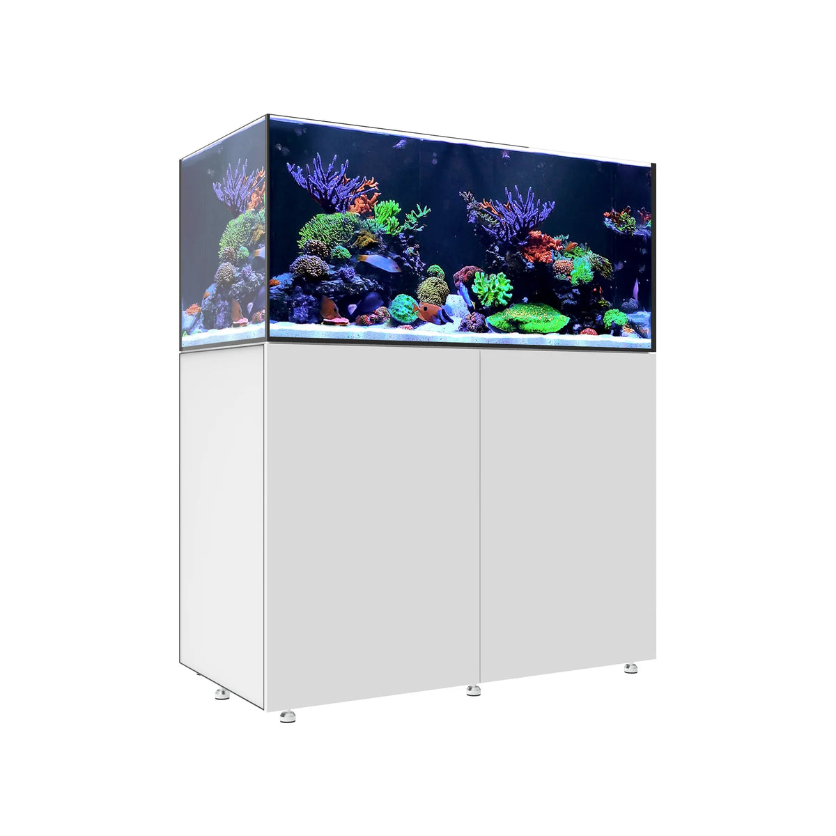 INFINIA   Reef   150.4