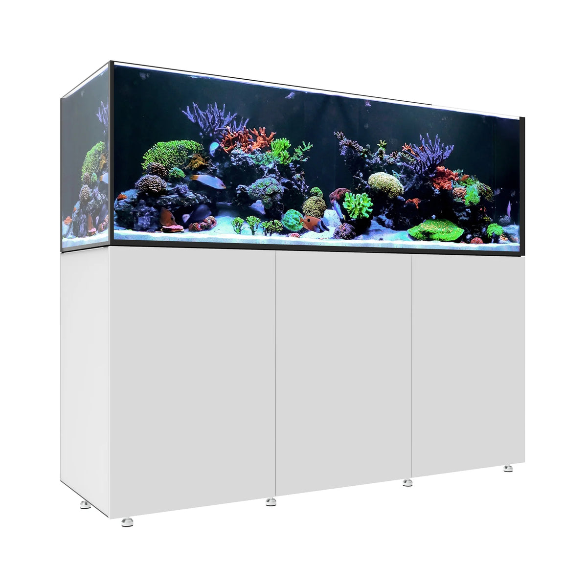 INFINIA   Reef   230.6