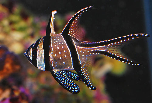 Banggai Cardinalfish