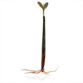Black Mangrove Rooted