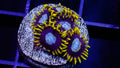 Ice King Zoa Frag