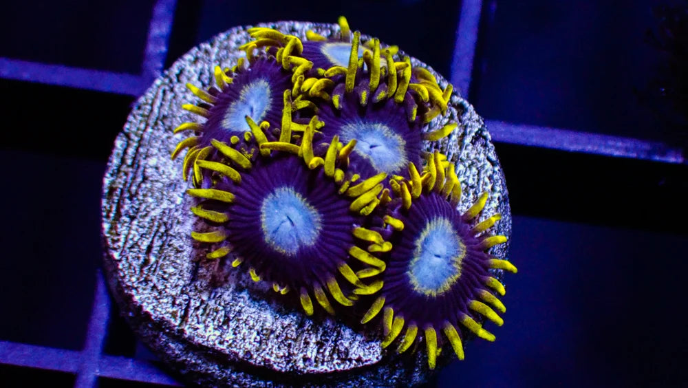 Ice King Zoa Frag