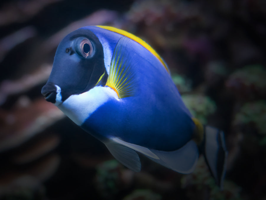 Powder Blue Tang