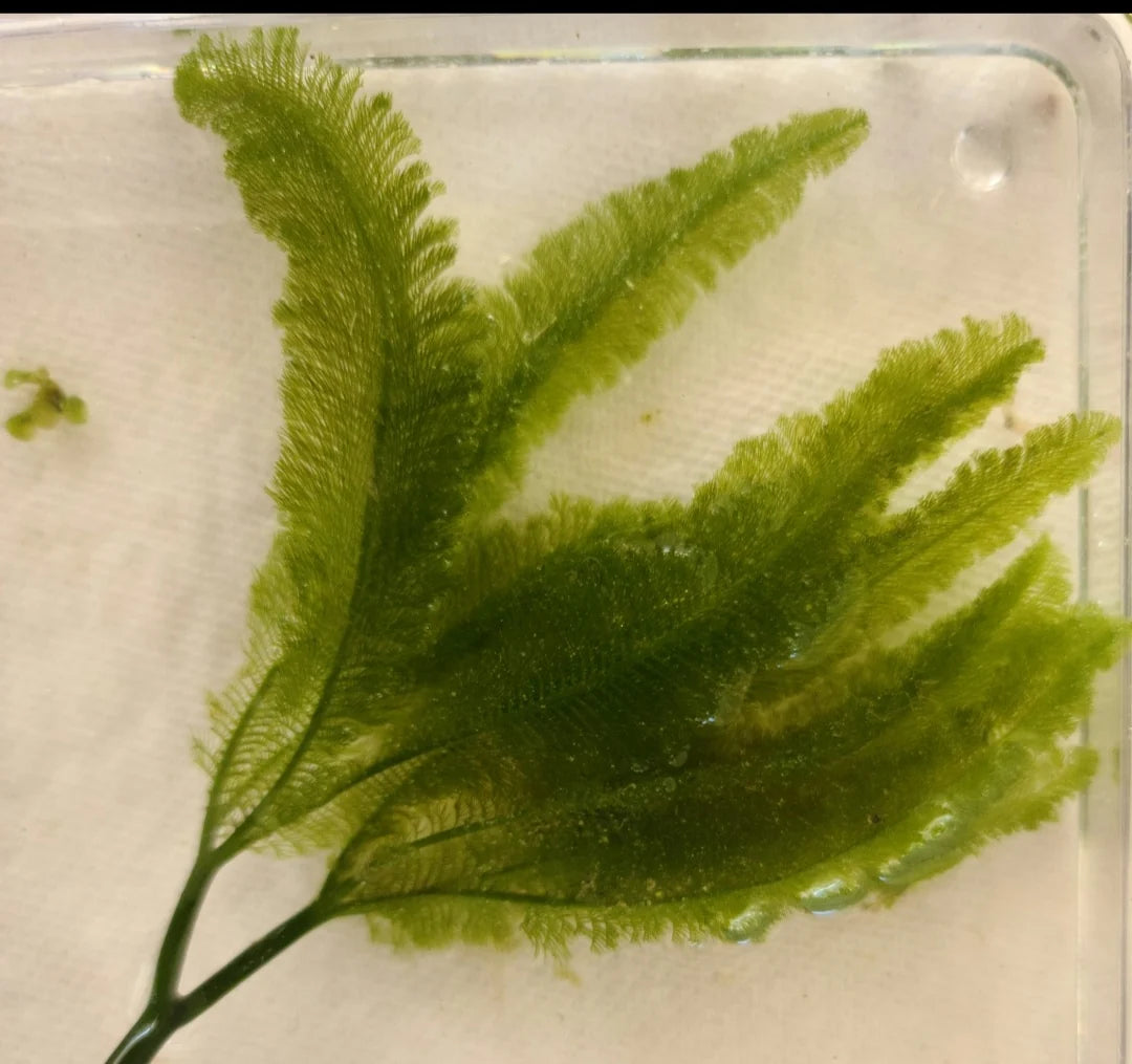 Palm Tree Caulerpa Macro Algae