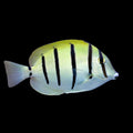 Convict Tang