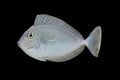 Vlamingi Tang Sale price