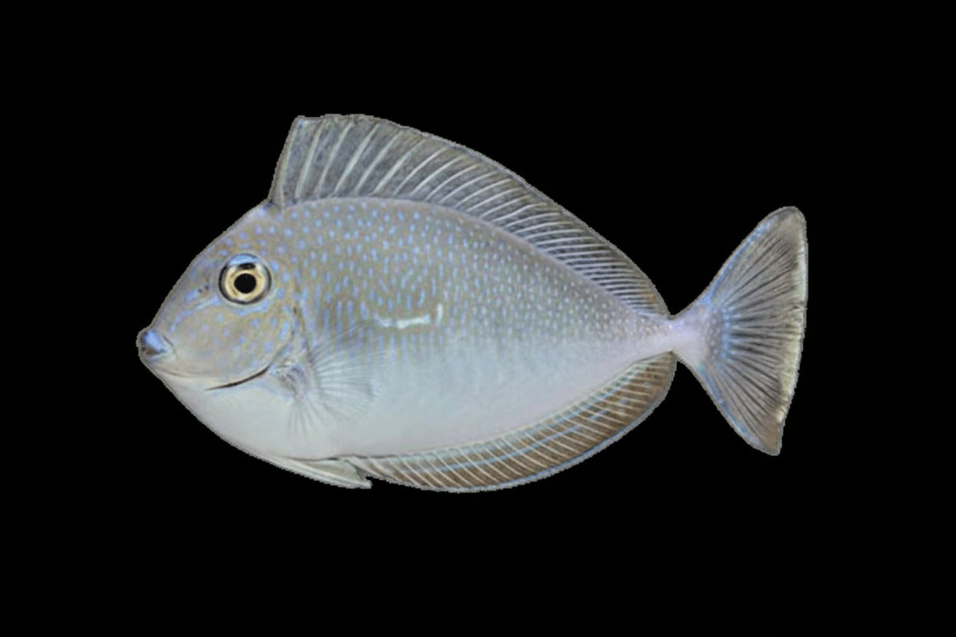 Vlamingi Tang Sale price