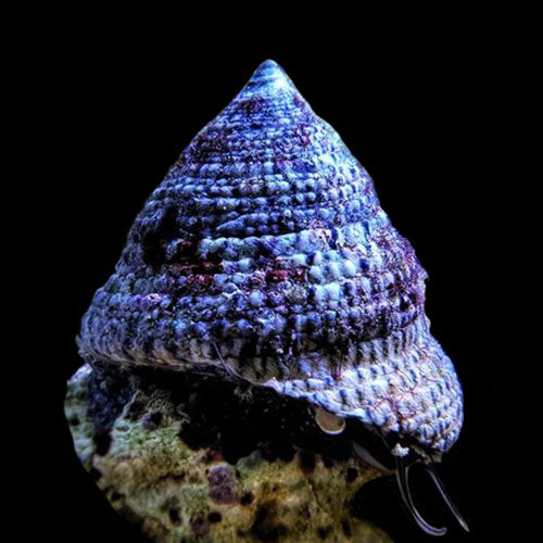 Astrea Snail