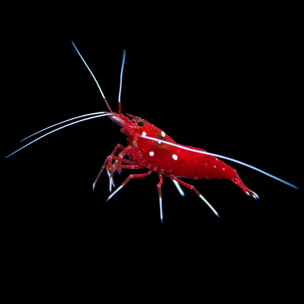 Fire Shrimp