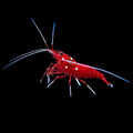 Fire Shrimp