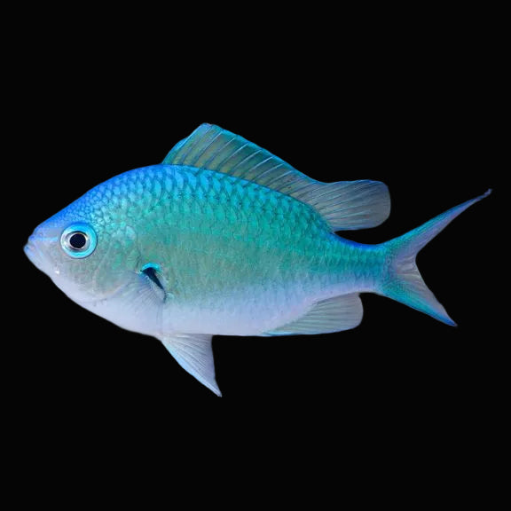 Blue-green chromis