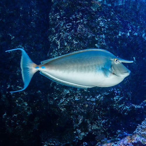 Blue Spine Unicorn Tang