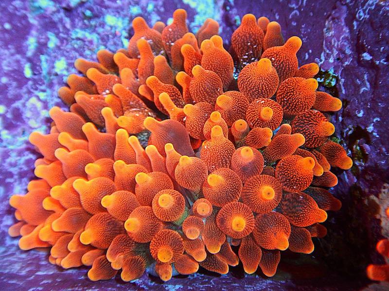 Bubble Anemone