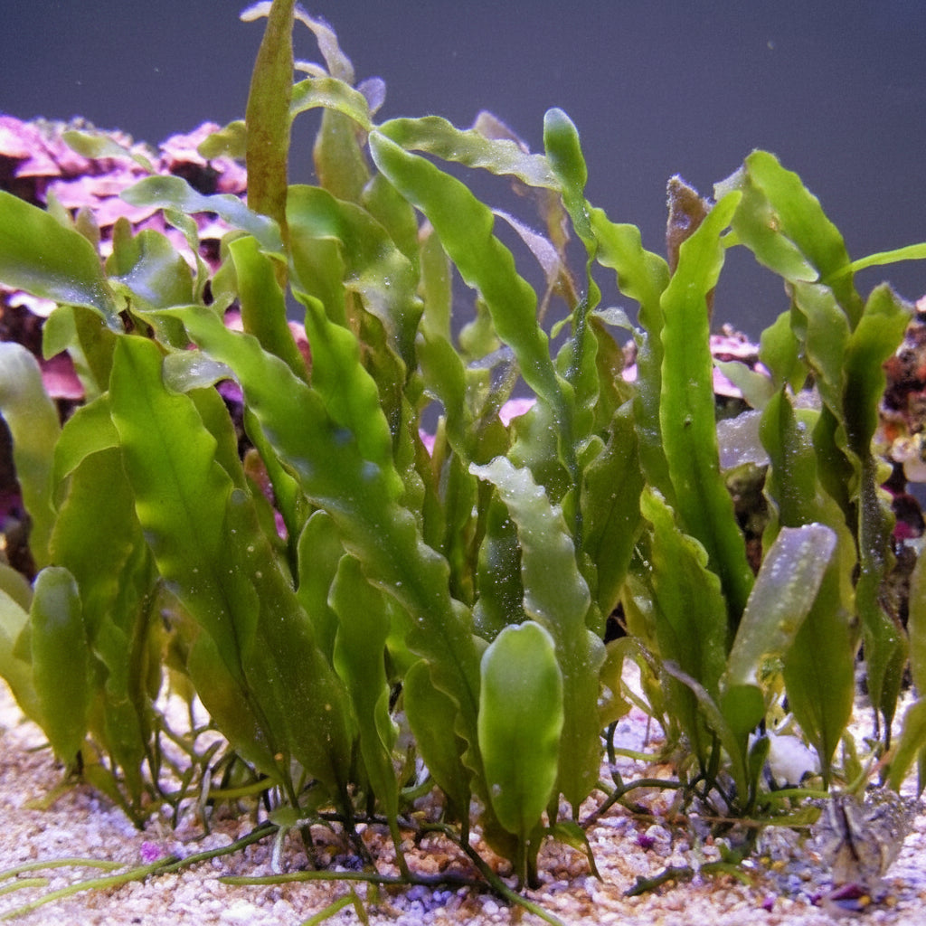 Seagrass Caulerpa Macro algae