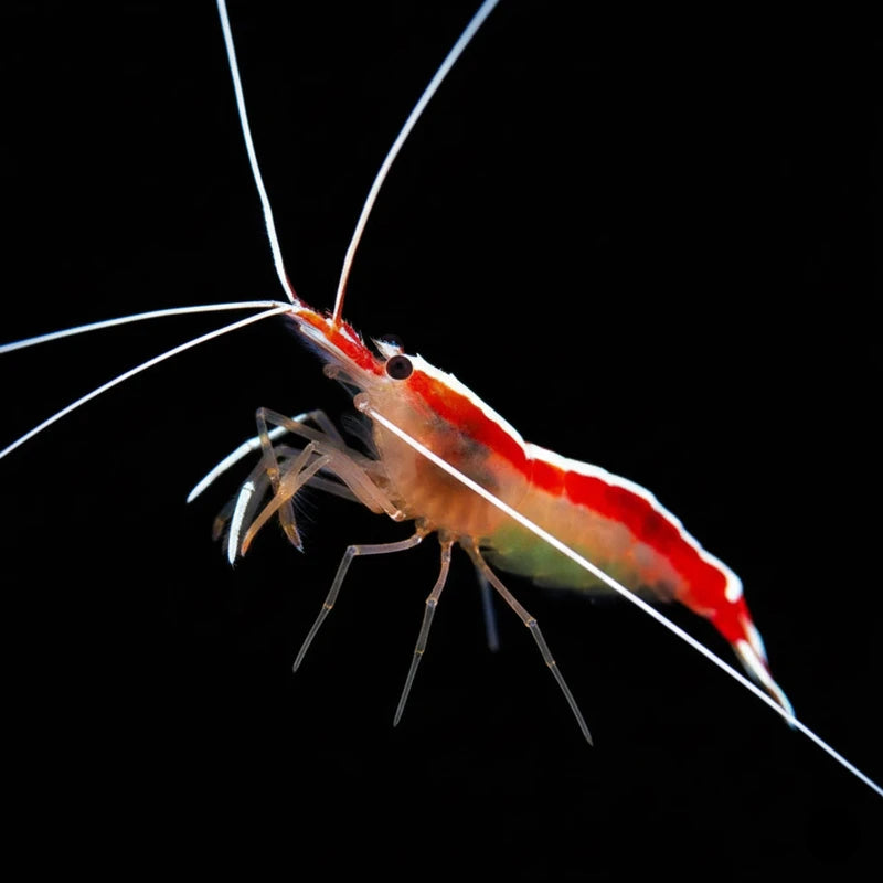 Skunk Cleaner Shrimp Cleanup Crew