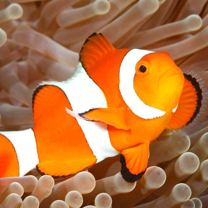 Ocellaris Clownfish