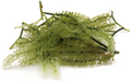 Grape Caulerpa Macro algae