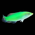 Green Coris Wrasse