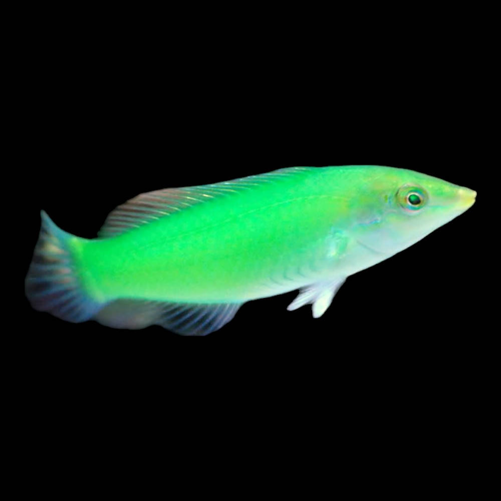 Green Coris Wrasse