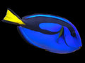 Hippo Tang