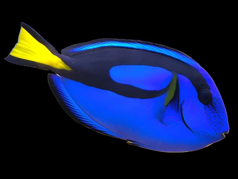 Hippo Tang