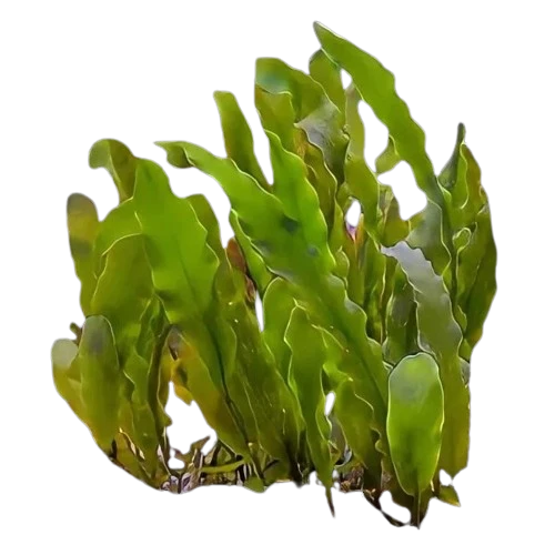 Seagrass Caulerpa Macro algae