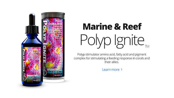 Brightwell Aquatics Polyp Ignite - 60ml